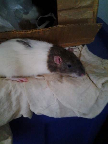 St John New Brunswick - Young rats for rehoming | The Rat Shack - Pet ...
