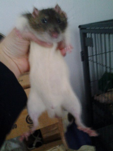 St John New Brunswick - Young rats for rehoming | The Rat Shack - Pet ...