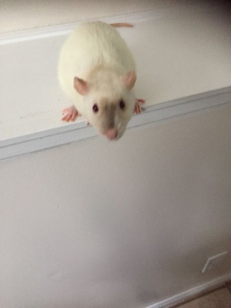 Moncton New Brunswick Rats in need of rehoming various ads | The Rat ...