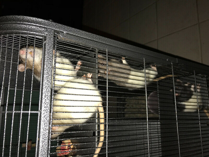 London Ontario - female rats for rehoming | The Rat Shack - Pet Rat Forum