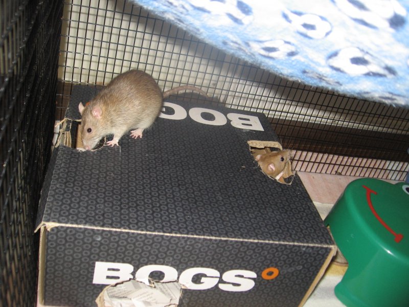 Cage accessories help/ideas? | The Rat Shack - Pet Rat Forum
