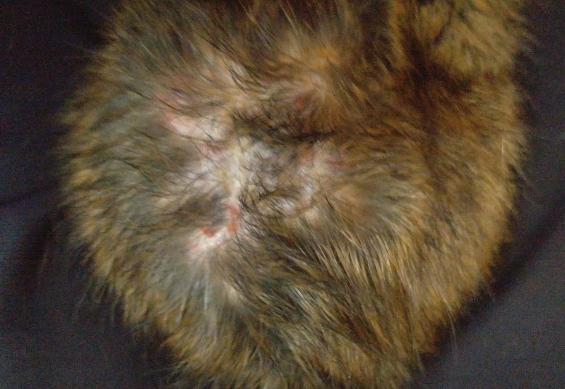 Pyoderma Rats Pyoderma? | The Rat Shack - Pet Rat Forum