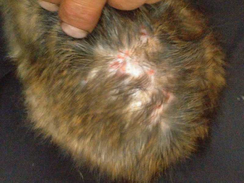 Pyoderma Rats Pyoderma? | The Rat Shack - Pet Rat Forum