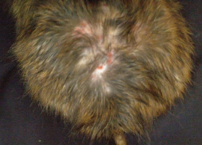 Pyoderma Rats Pyoderma? | The Rat Shack - Pet Rat Forum