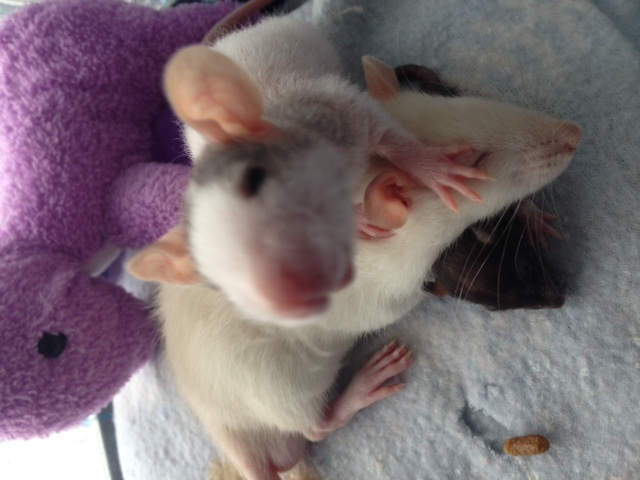 Aella, my 2 week old hand raised dble rex gal | The Rat Shack - Pet Rat ...